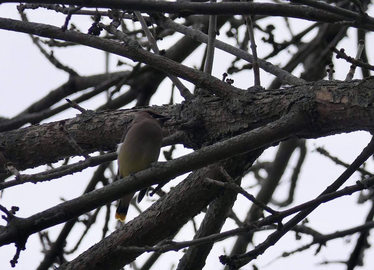 Cedar Waxwing - ML645922855