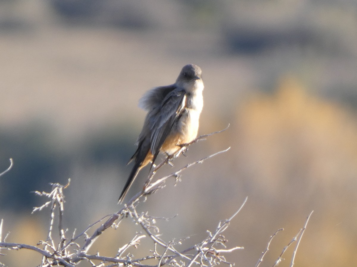 Say's Phoebe - ML645922859