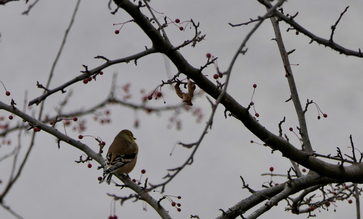 American Goldfinch - ML645922871