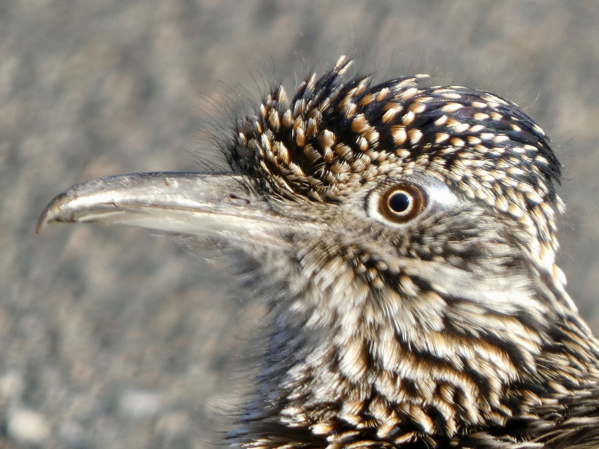 Greater Roadrunner - ML645922873