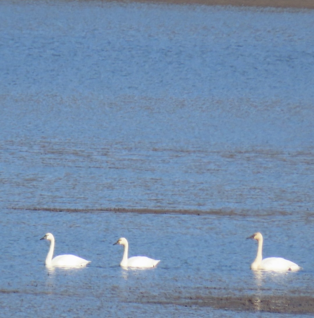 labuť trubač - ML645922874