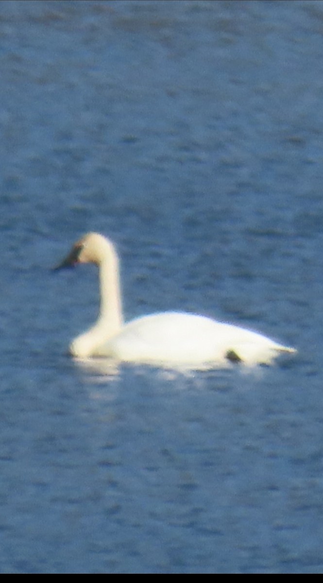 labuť trubač - ML645922875