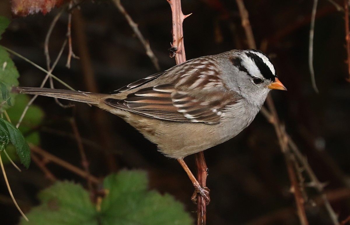 Белобровая овсянка - ML645922877