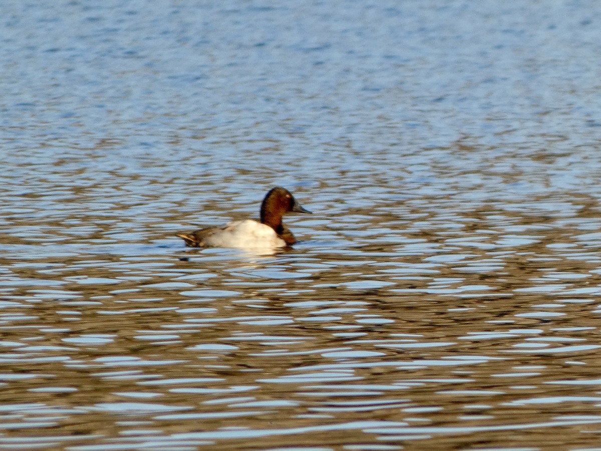 Canvasback - ML645922878