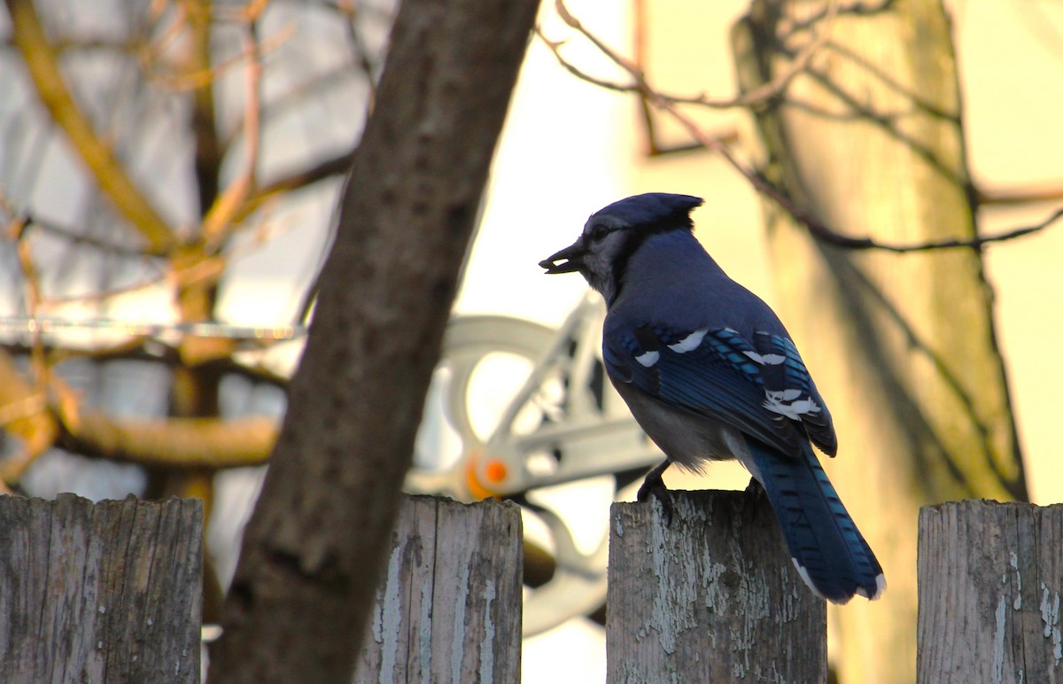Blue Jay - ML645922879