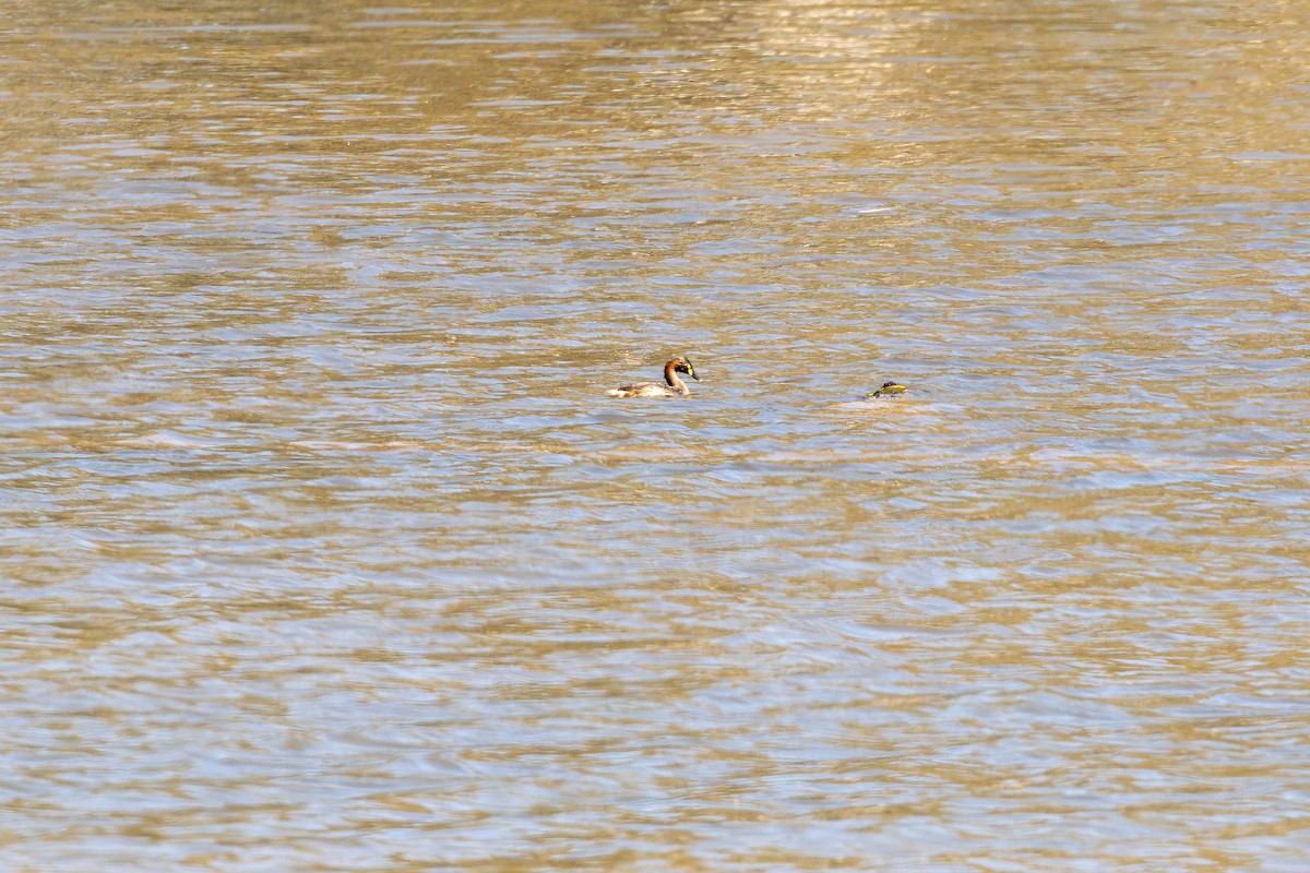 Australasian Grebe - ML645922880