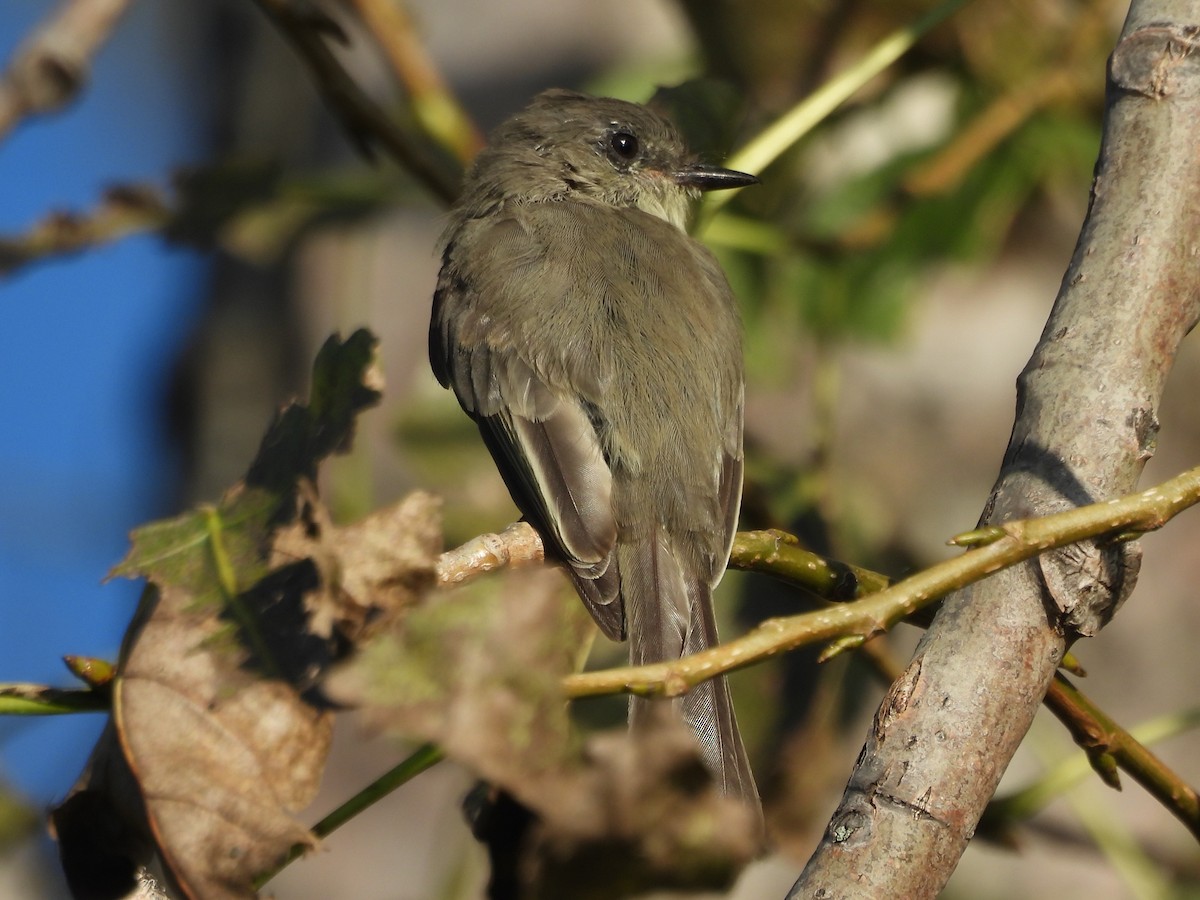 Eastern Phoebe - ML645922881