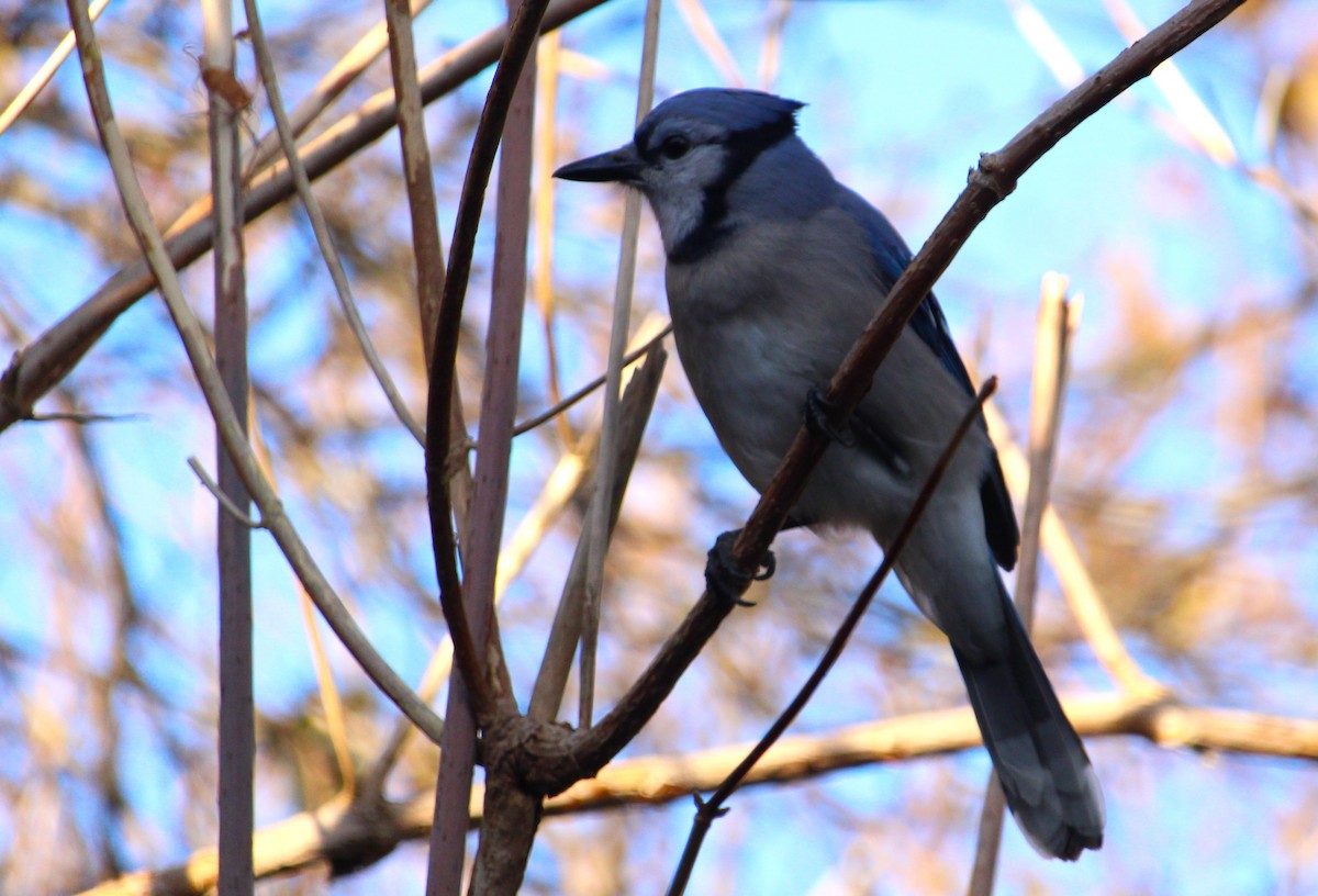 Blue Jay - ML645922893