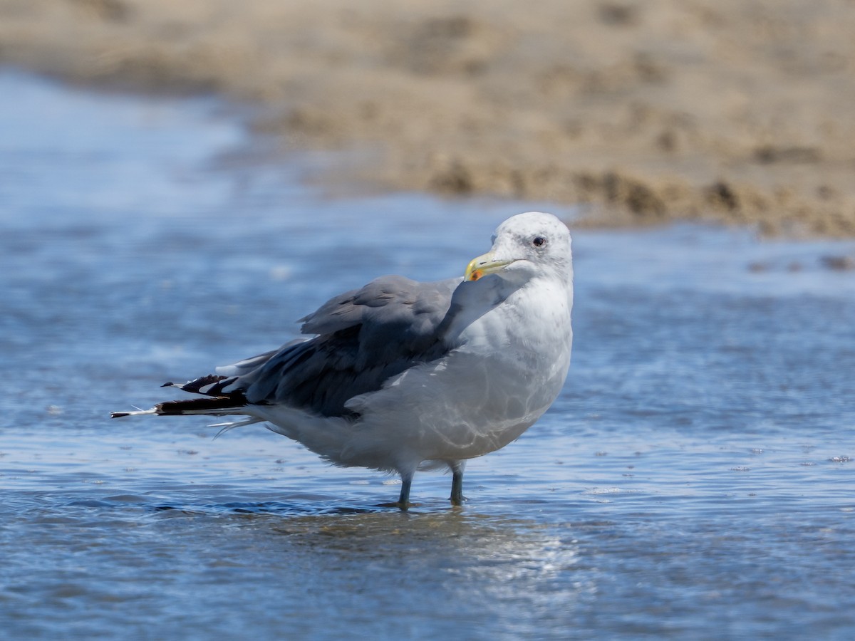 Kaio kaliforniarra - ML645922900