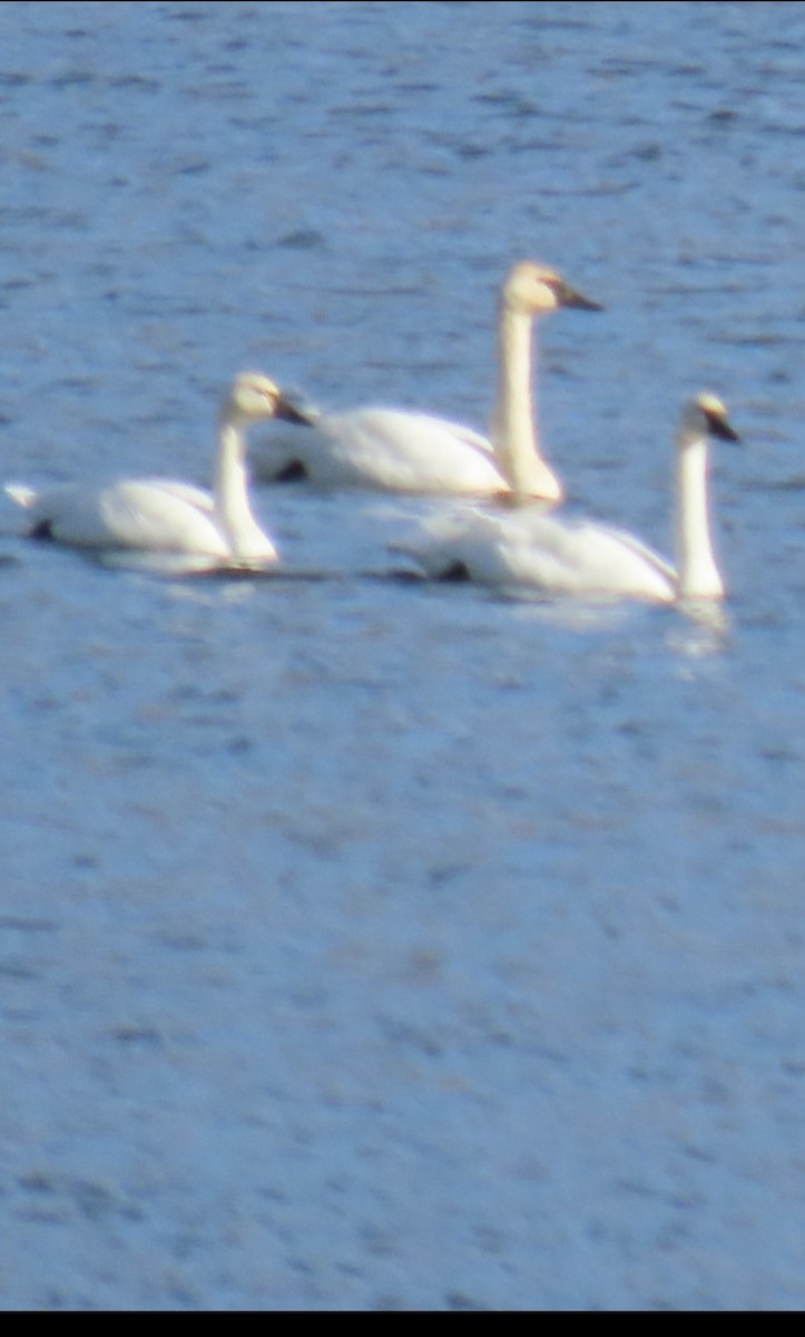 labuť trubač - ML645922902