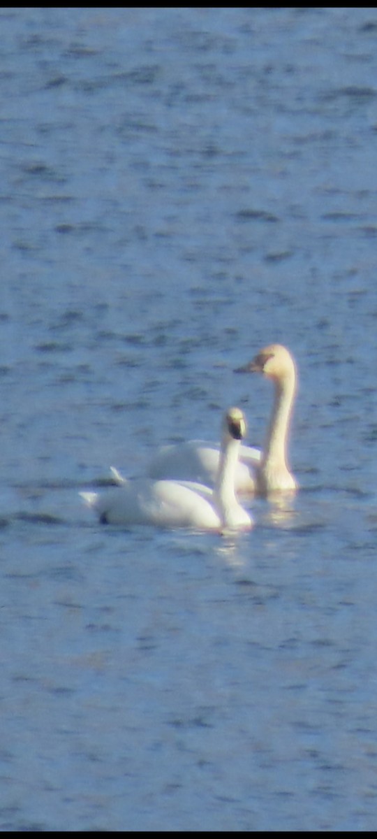 labuť trubač - ML645922903