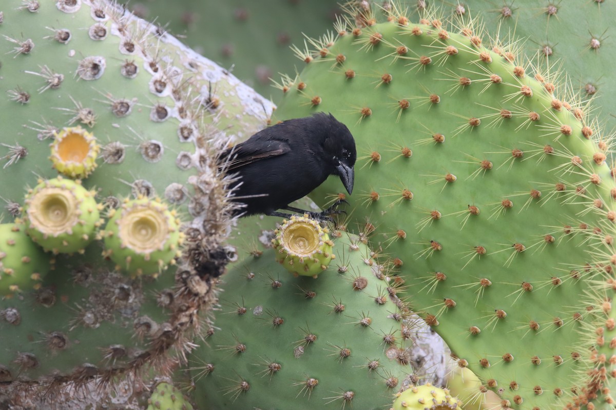 Géospize des cactus - ML645922905