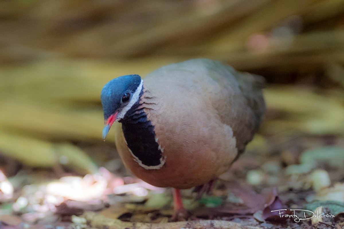 Blue-headed Quail-Dove - Frantz Delcroix (Duzont)