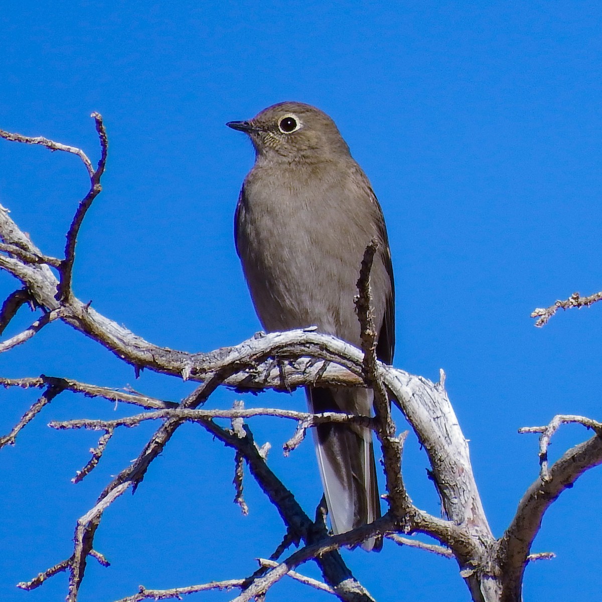 Townsend's Solitaire - ML645922913