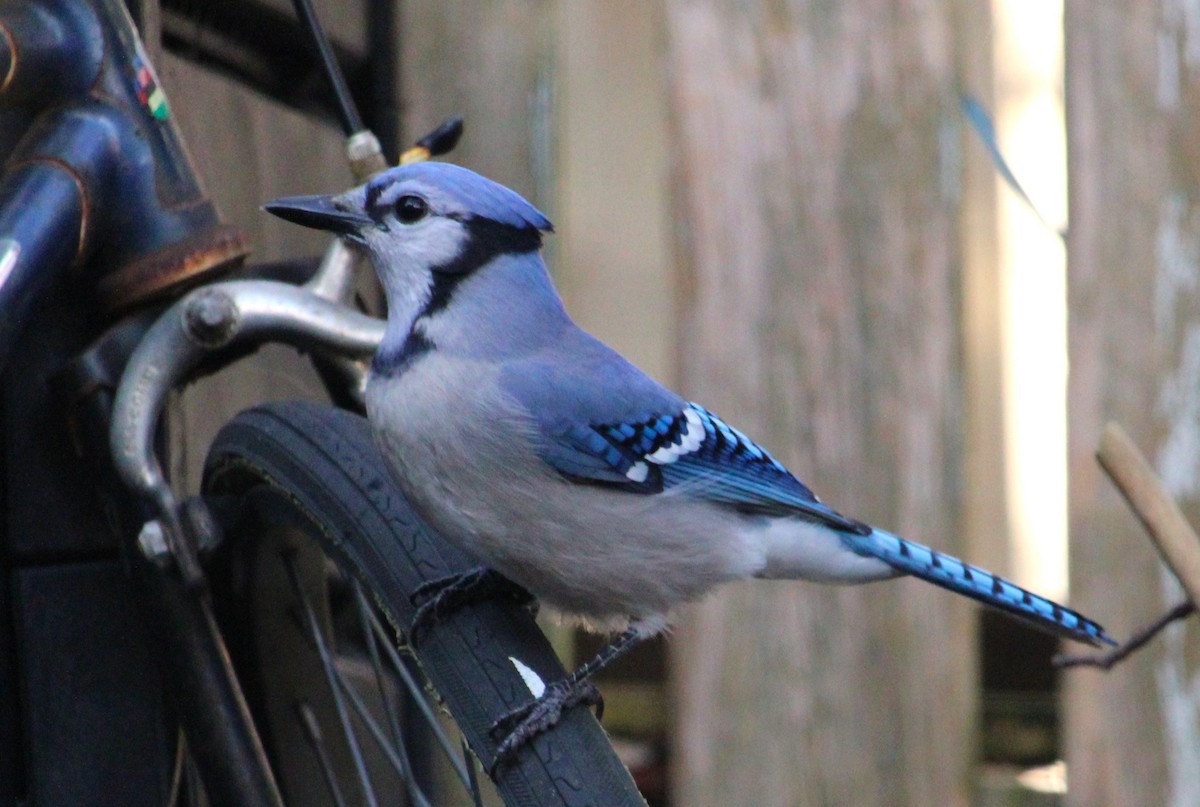 Blue Jay - ML645922914