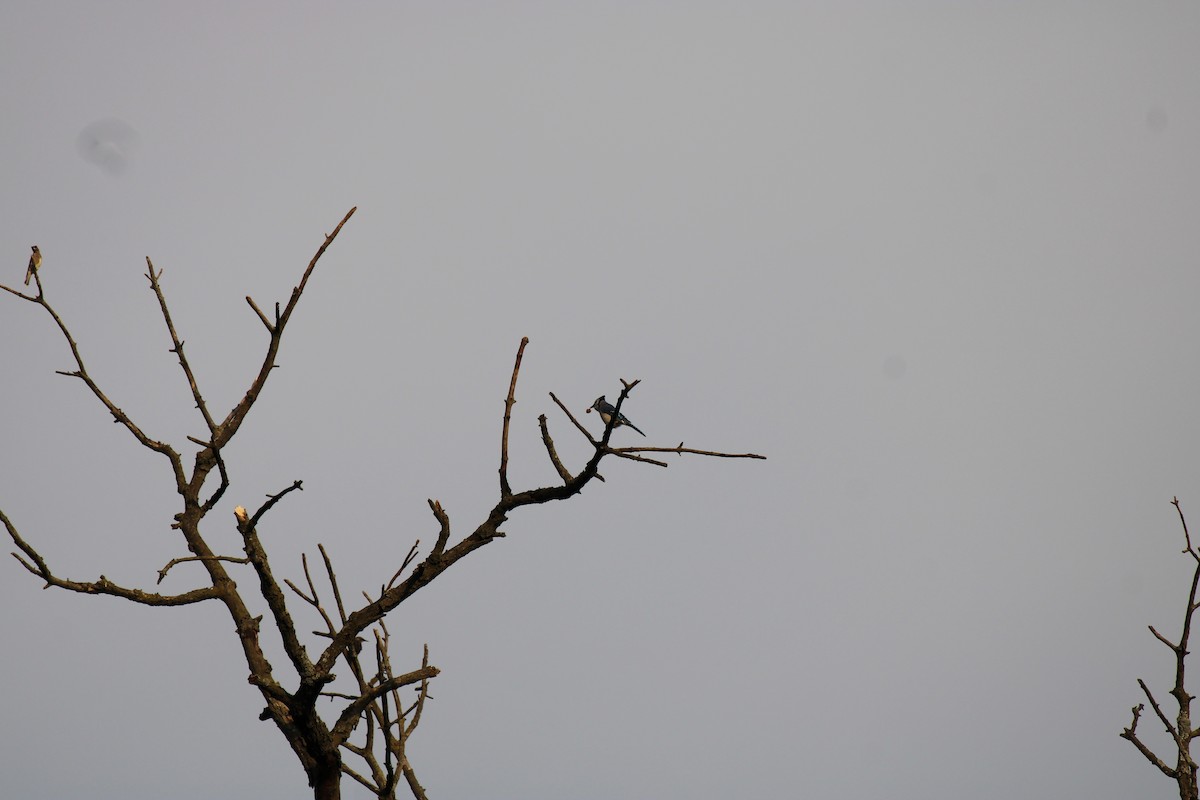 Blue Jay - ML645922921