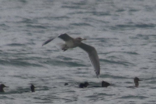 Iceland Gull (Thayer's) - ML645922922