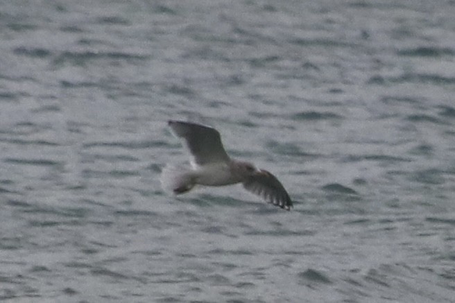 Iceland Gull (Thayer's) - ML645922923