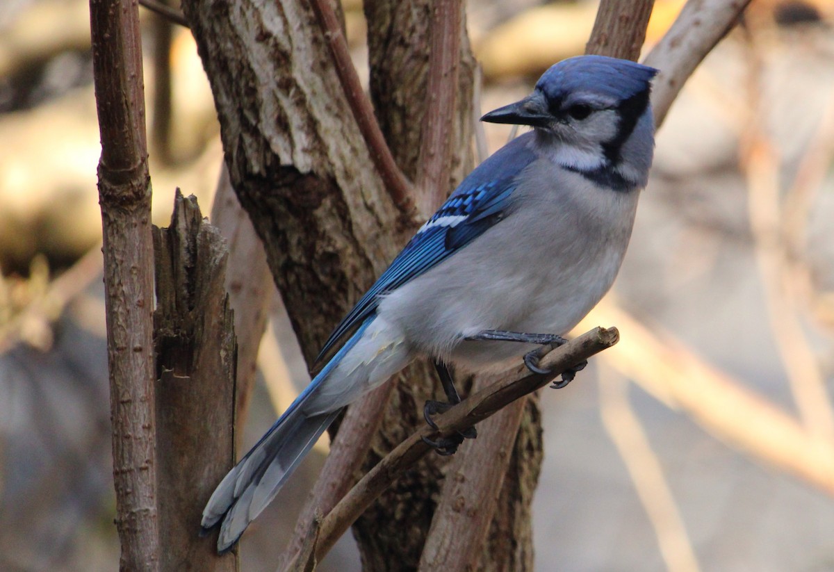 Blue Jay - ML645922924