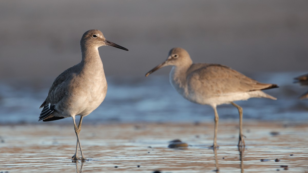 Willet - ML645922929