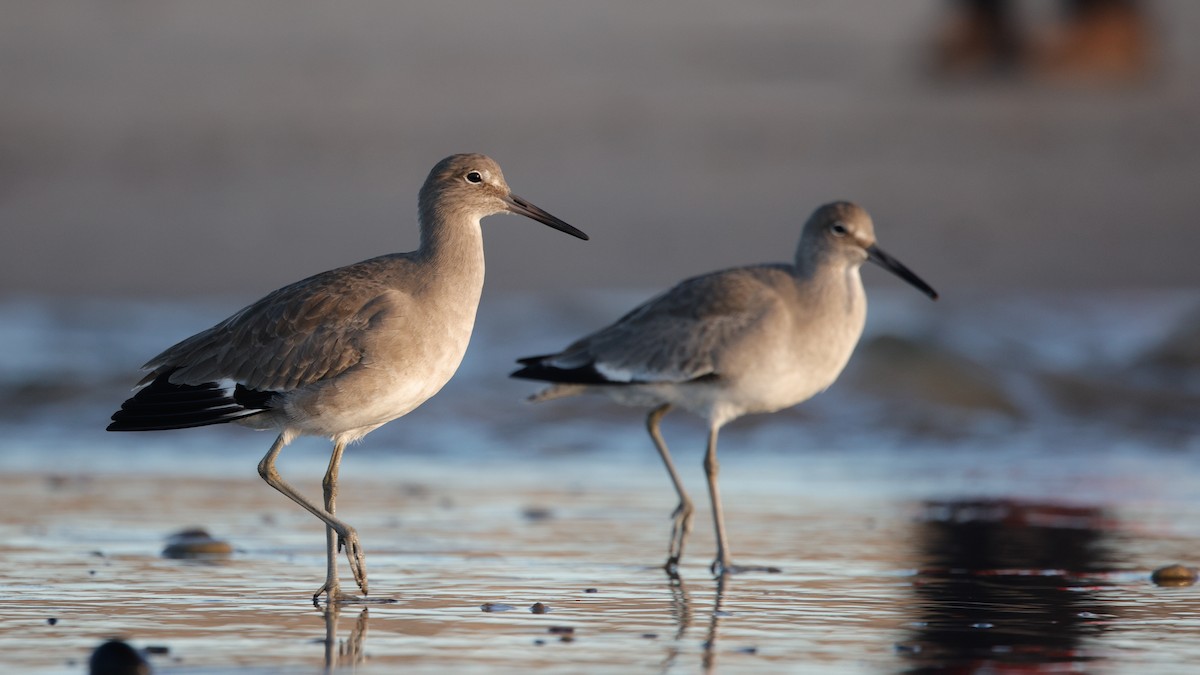 Willet - ML645922930