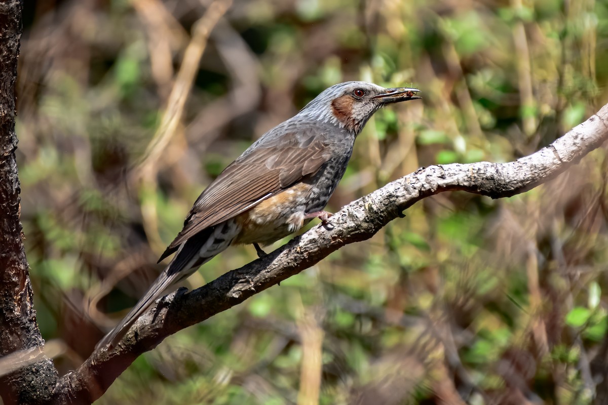 Brown-eared Bulbul - ML645922935