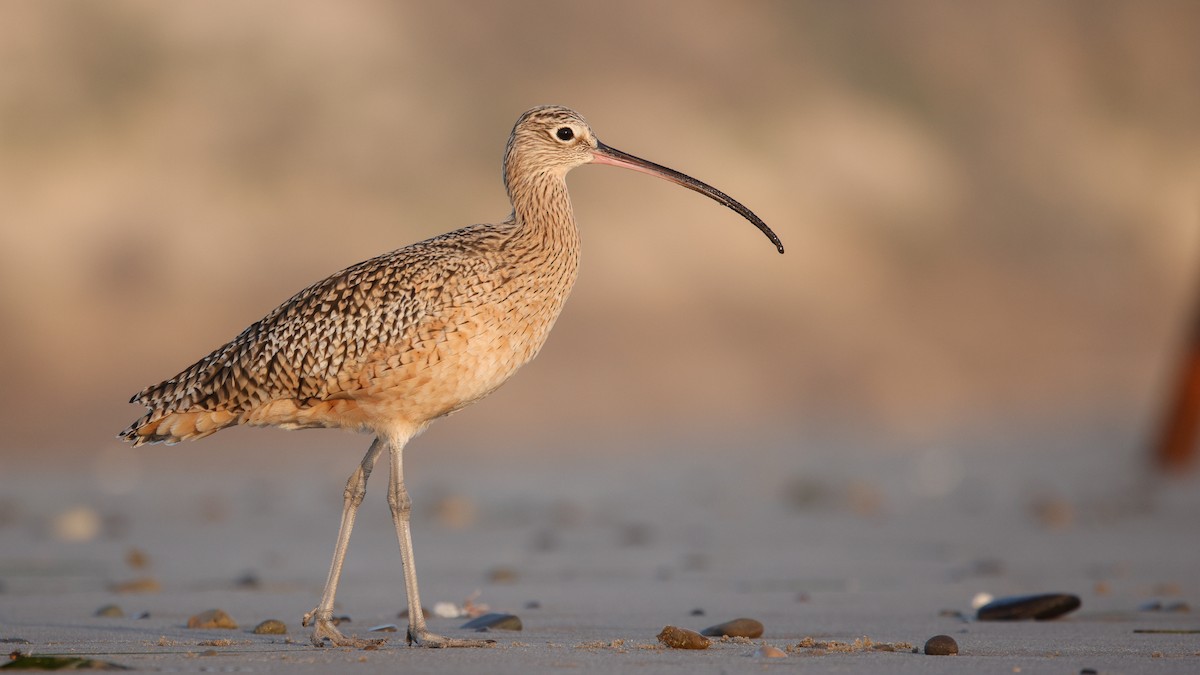 Long-billed Curlew - ML645922941