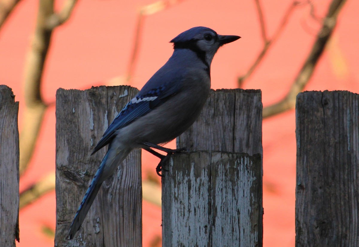 Blue Jay - ML645922950