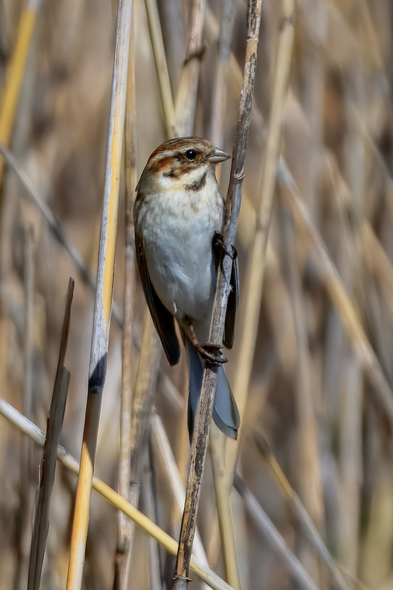 Reed Bunting - ML645922968