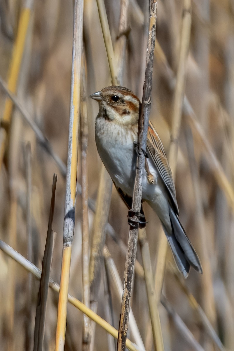 Reed Bunting - ML645922969