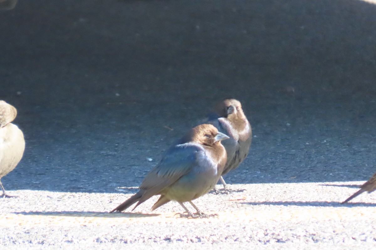 vlhovec hnědohlavý - ML645922975