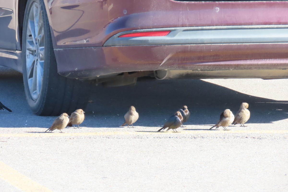 vlhovec hnědohlavý - ML645922976