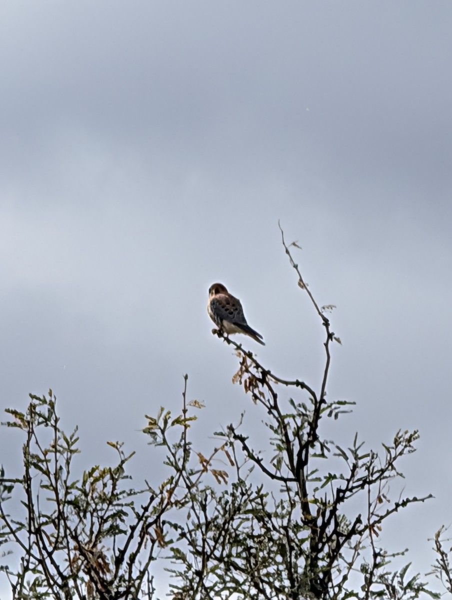 בז אמריקני - ML645922991