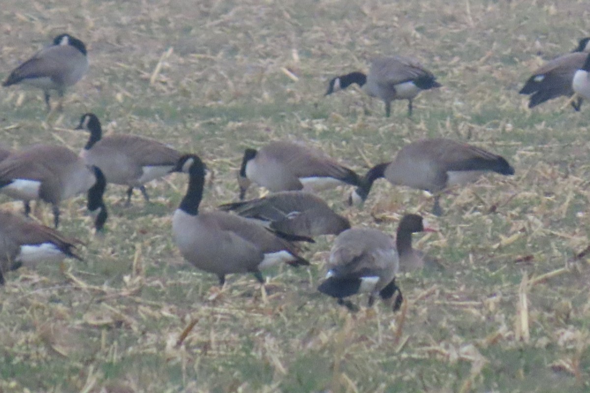 אווז לבן-מצח - ML645922994