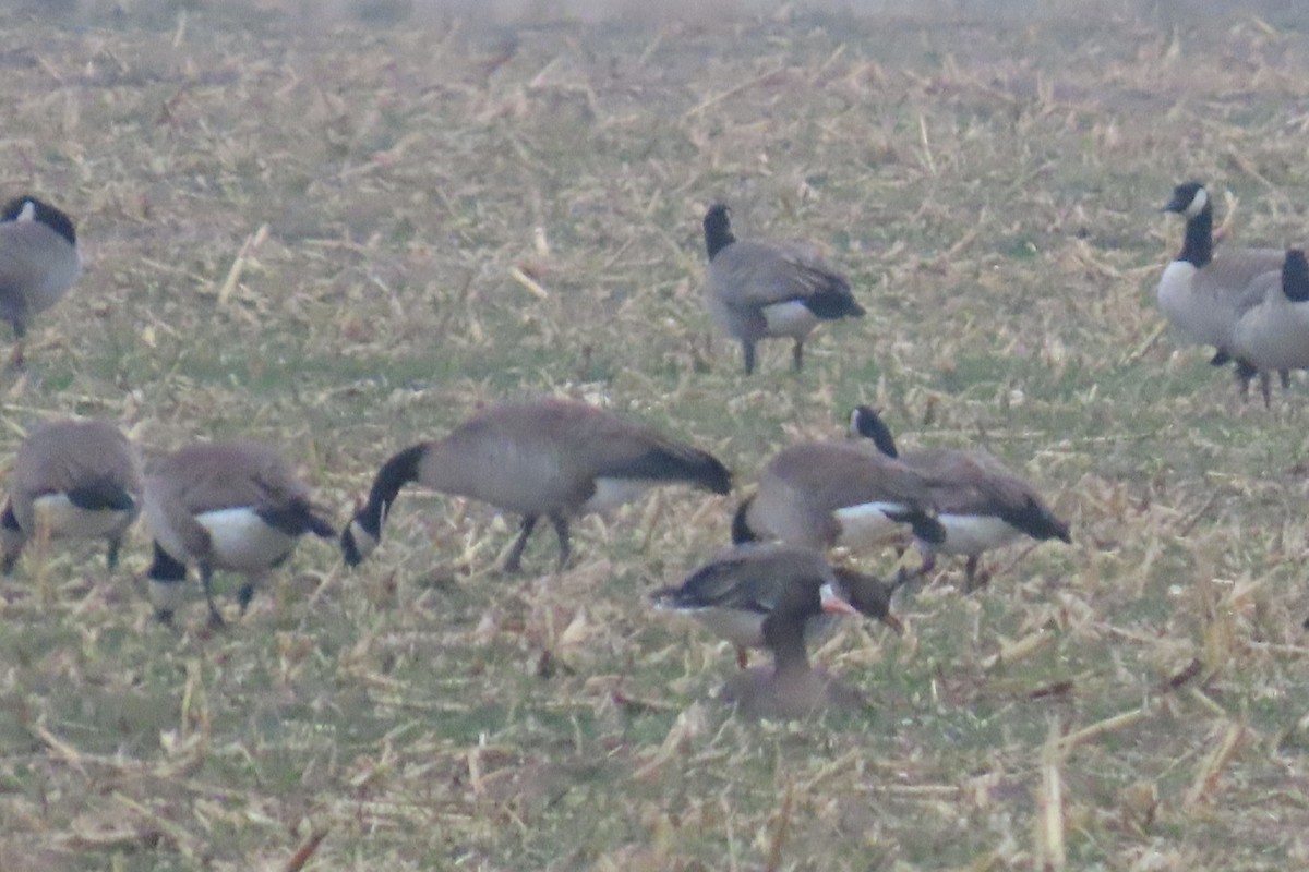 husa běločelá - ML645922995