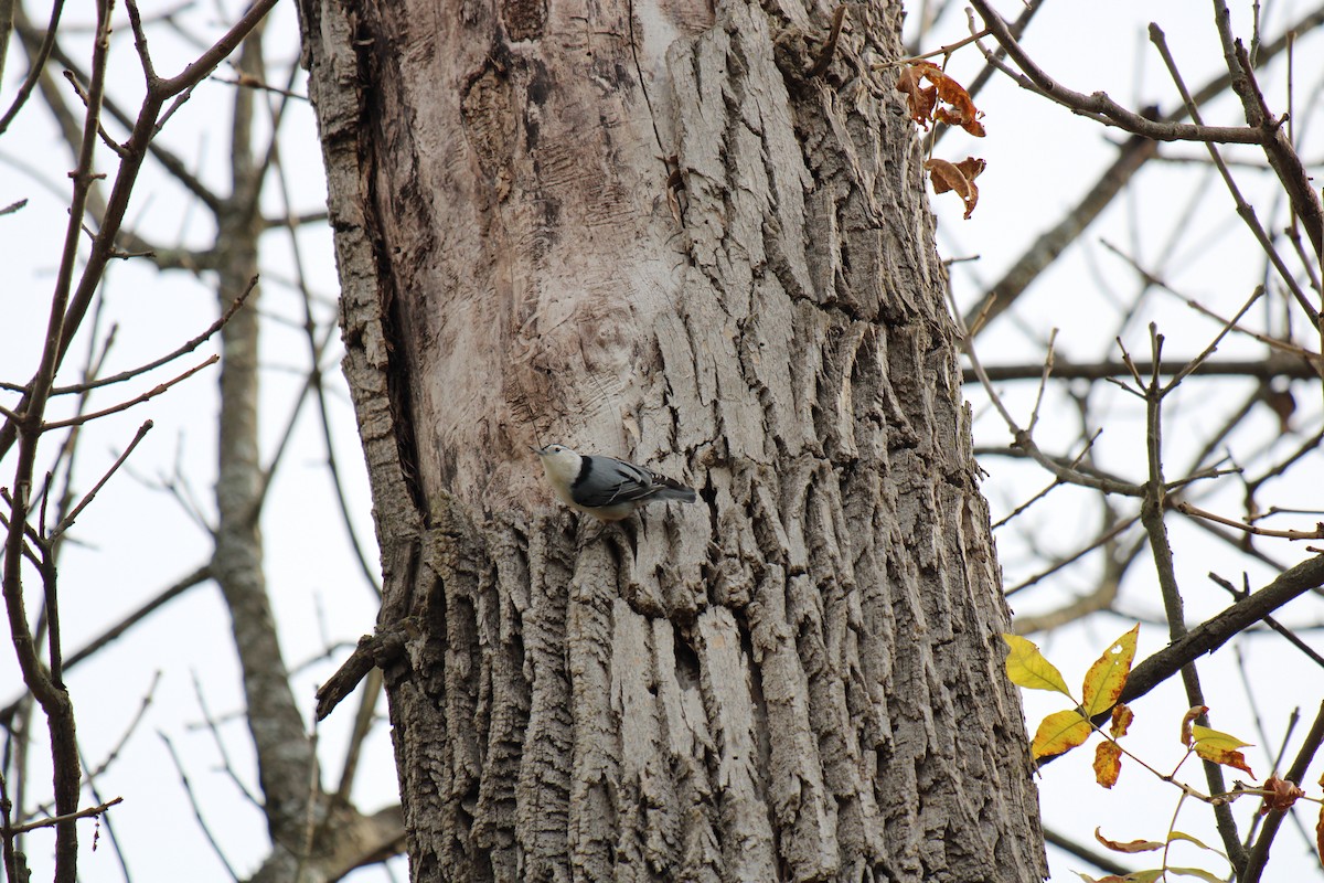 White-breasted Nuthatch - ML645922997