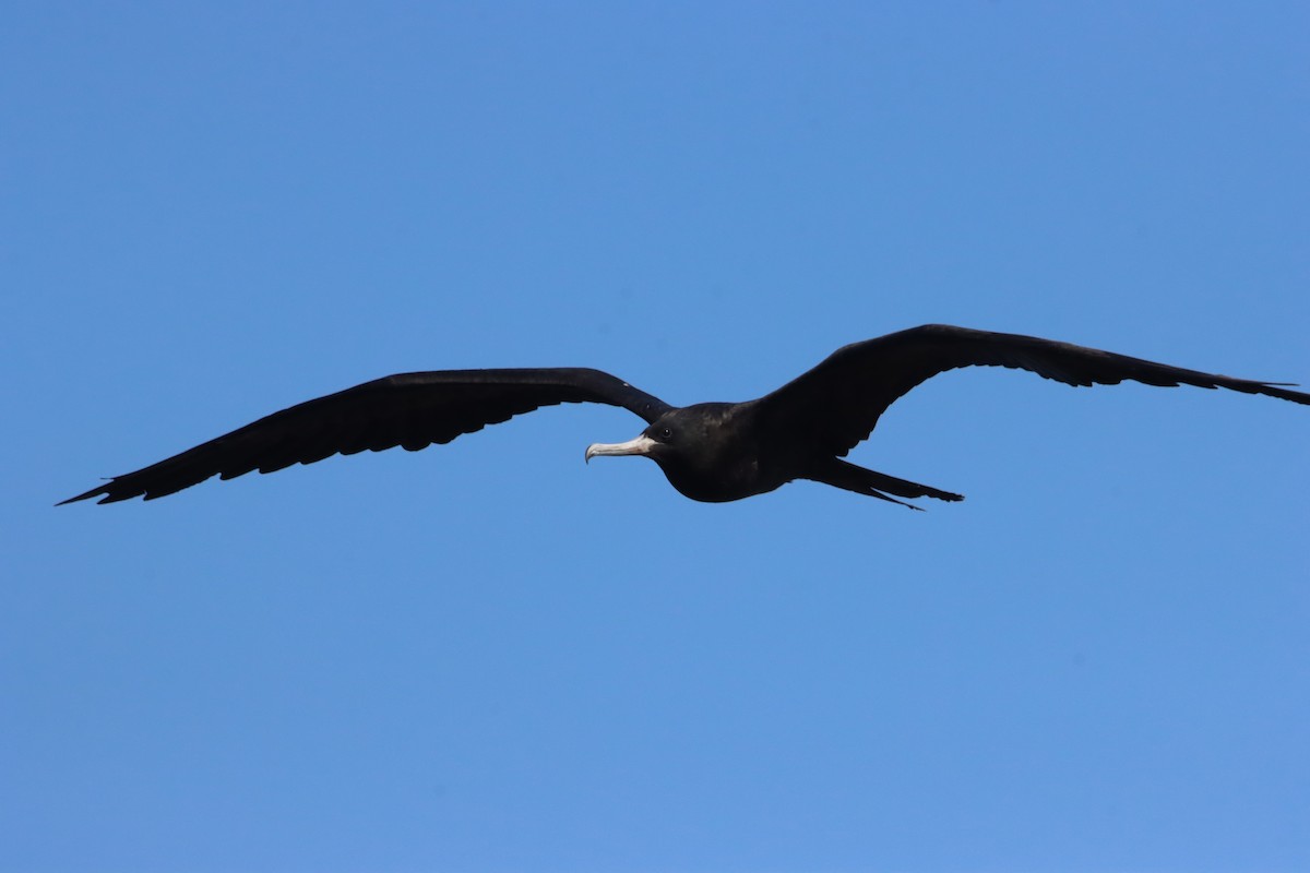 פריגט הדור - ML645922998