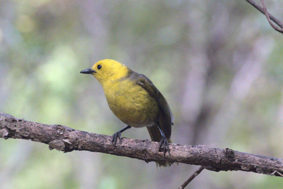 Yellowhead - ML645923000