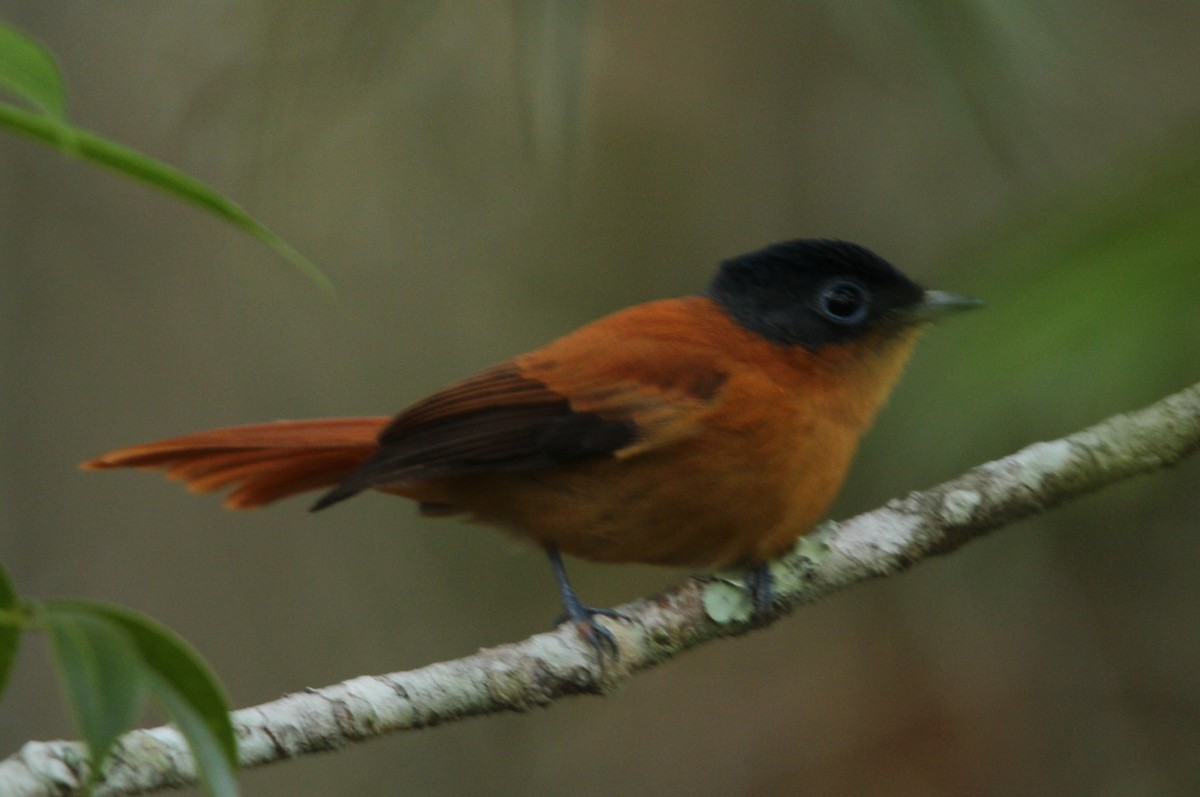 Malagasy Paradise-Flycatcher (Malagasy) - ML645923001