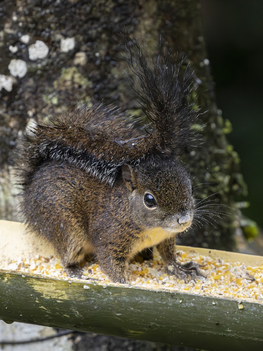 Andean Squirrel - ML645923002