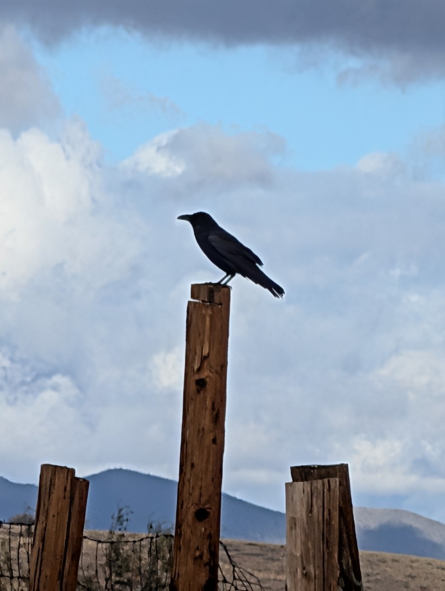 Chihuahuan Raven - ML645923004