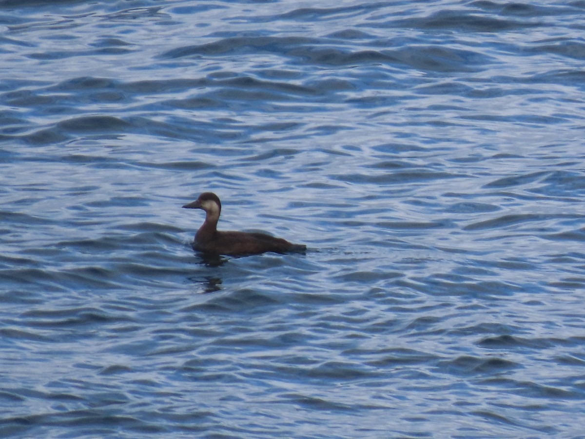 קטיפנית אמריקנית - ML645923005