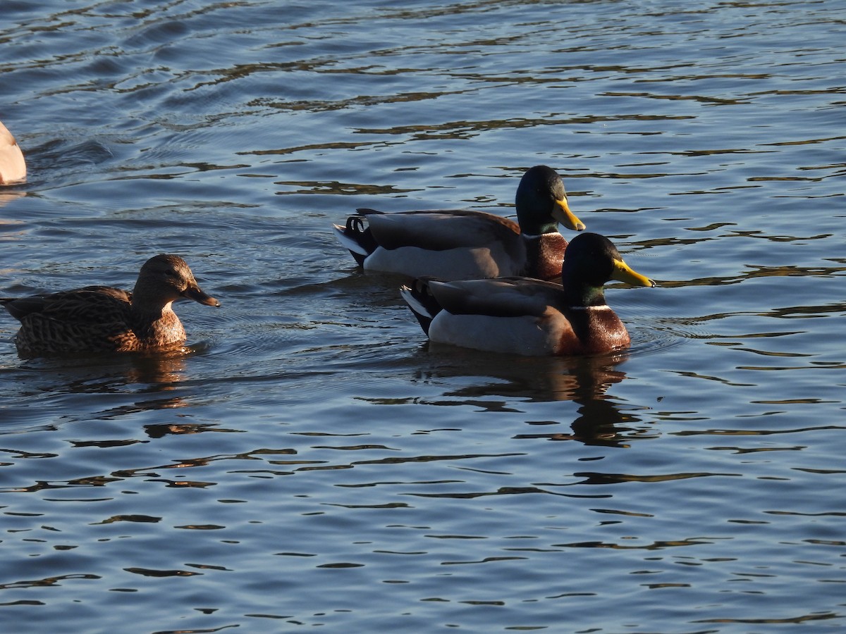 ברכיה - ML645923006