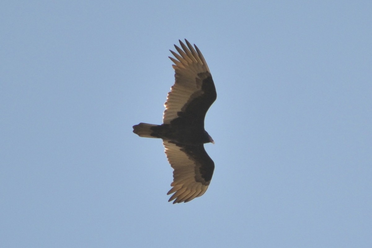 Turkey Vulture - ML645923007