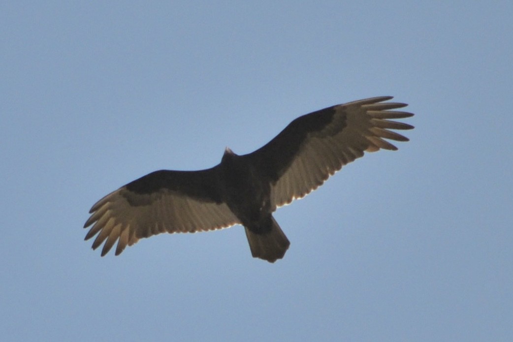 Turkey Vulture - ML645923008