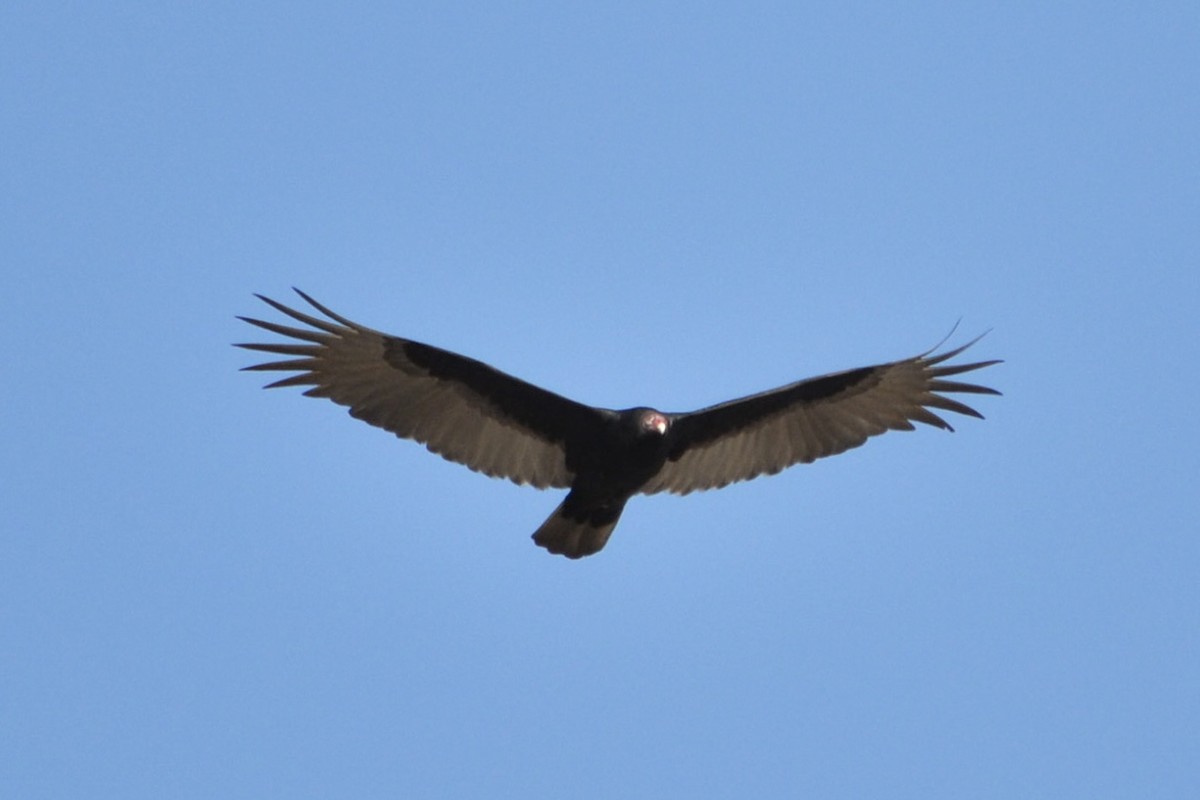 Turkey Vulture - ML645923009