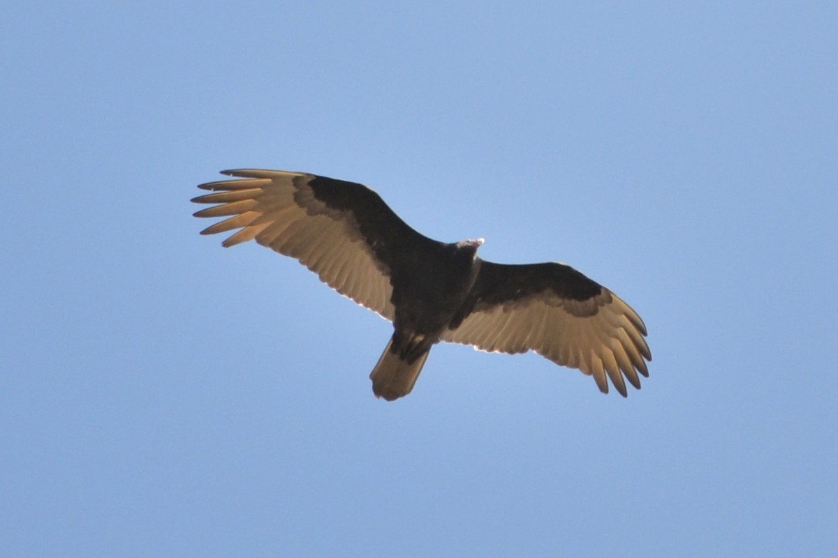 Turkey Vulture - ML645923010