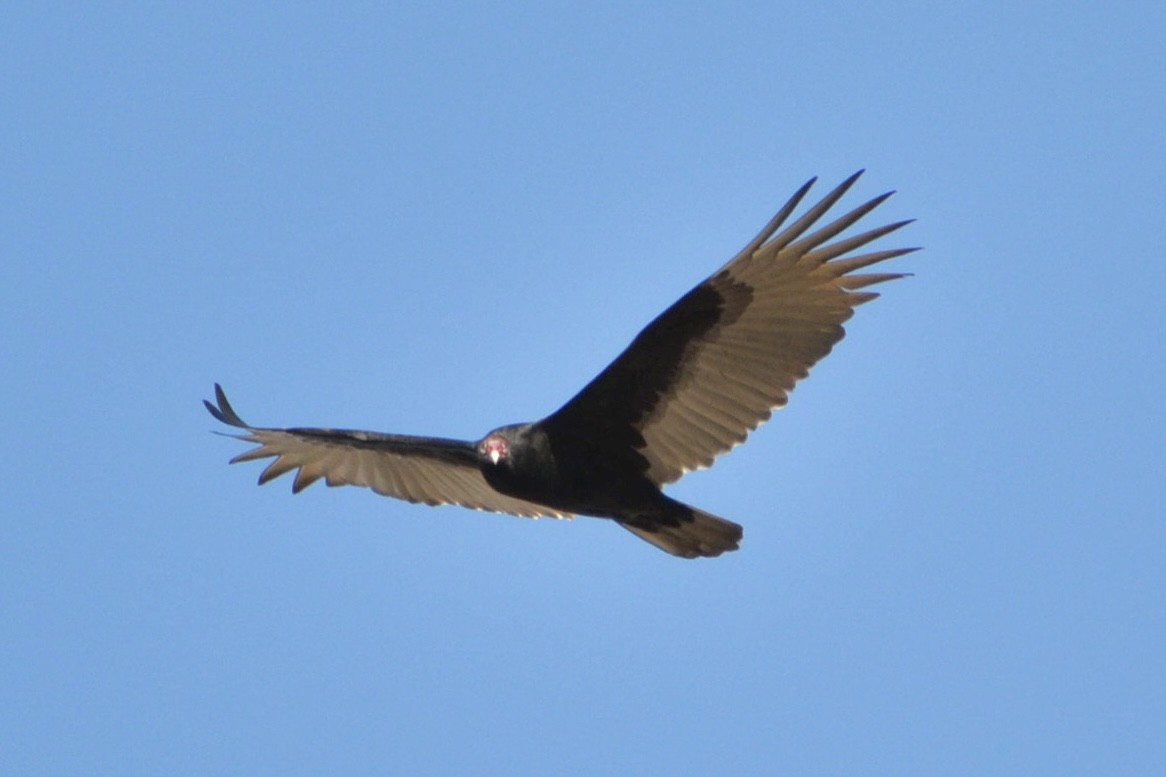 Turkey Vulture - ML645923011