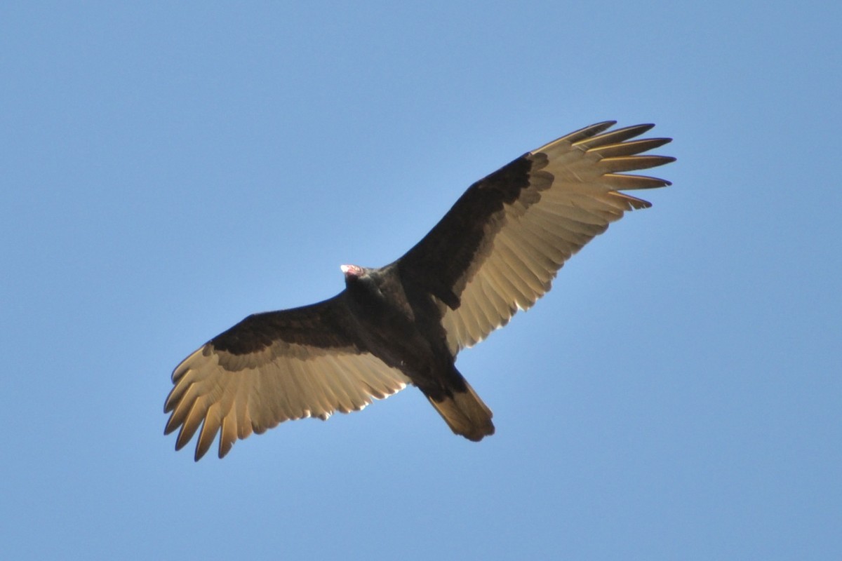 Turkey Vulture - ML645923012