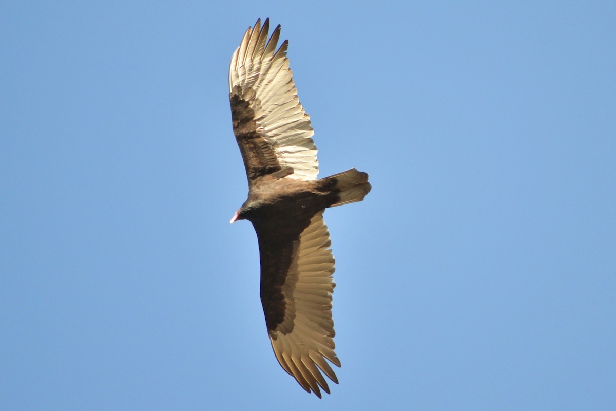 Turkey Vulture - ML645923013